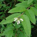 Ligustrum acutissimum P1D